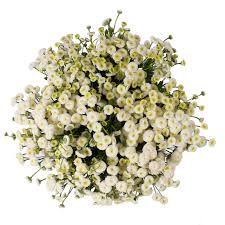 Image result for Matricaria