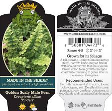 Image result for Dryopteris pentheri