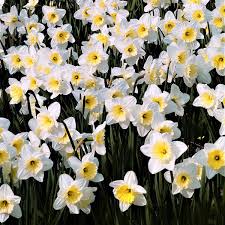 Fragrant Yellow Daffodil Bulbs Narcissus Ice Follies 10 Very Large Bulbs 15 17 Cm Daffodil Bulbs Yellow Daffodils Daffodils