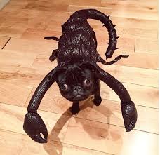 15 Times Zoe Sugg Was Your Absolute Favorite Person On Earth Funny Pet Costumes Pet Costumes Cute Animals