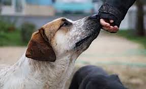 • begitu juga ada sebagian anjing yang dinamakan setan seperti hukum memelihara anjing. Macam Macam Najis Yang Belum Disepakati Sebagian Ulama Islamnyamuslim