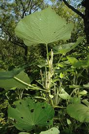 Image result for Piper umbellatum