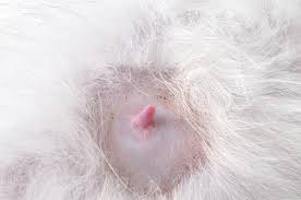 It is much rarer in males than in females, but if you feel a strange lump or see an odd sore on your. 7 Things You Need To Know About Breast Cancer In Cats Catster