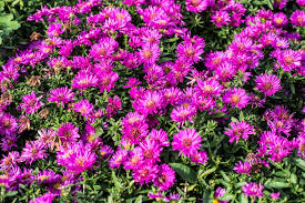 Image result for Asters `Jenny