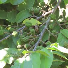 Image result for Guazuma