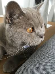 pin by galina lobova on british cats cute cats and kittens british shorthair cats british shorthair