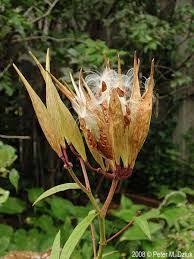 Asclepias Incarnata Zaad Rozen Tuin Rozen Zaden