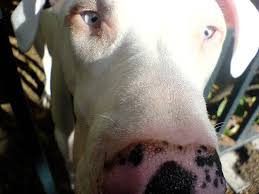 Their eyes and ears continue to develop for several weeks after birth. Dogs With Blue Eyes Causes Dangers Breeds