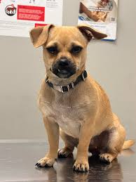 Lost Chihuahuas in Fort Bend County, Texas