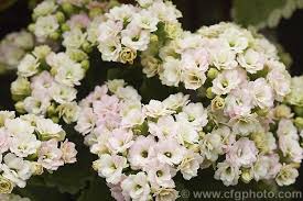 A Double Flowered Cultivar Of Kalanchoe Blossfeldiana Usually Kalanchoe Flammea Kalanchoe Pumila Hybrids These Vividly Coloured Suc Flores Brancas E Flores