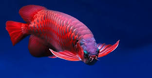 Ikan cupang merupakan ikan hias air tawar terindah yang mempunyai ukuran mini dengan sirip yang sangat besar dan lebar. 10 Ikan Hias Air Tawar Terindah Yang Bisa Dipelihara Hewan Air Info