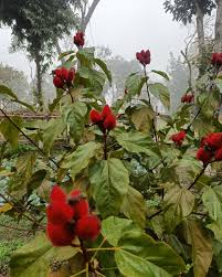 Image result for Bixa orellana