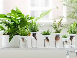 Les plantes d'ombre ne manquent pour les foug res, l'auteur nous renvoie vers le livre co. La Fougere Compagnon D Interieur Du Mois De Fevrier Groendekor Tuincentrum Bvba