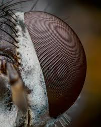 Image result for Cylindropsis