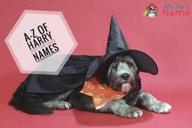 The series is known for all the cool magic tricks and spells, and the characters. The A Z Of Harry Potter Dog Names For Doggie Wizards Muggles My Pet S Name