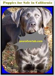 Dec 12, 2018 · our children actively take part in the care and raising of the puppies, with each having specific tasks involved with the puppies and parents. Silver Lab Puppies For Sale In California Best Labrador Breeders 2021