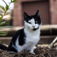 Check spelling or type a new query. How To Get Rid Of Stray Cats How To Get Rid Of Stuff