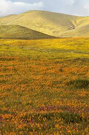Check spelling or type a new query. Wild California Poppies Eschscholzia Californica Preparing To Open Into Spring Blooms Blossoms In Southern California Photographed On Fuji Velvia Film By Ron Mellott