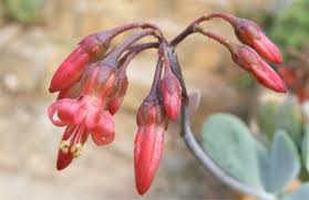 Image result for Cotyledon barbeyi