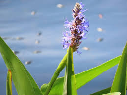 Image result for Pontederia