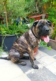 Cucciolo cane Corso tigrato 3 mesi | Petpassion