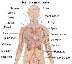 The rib cage is the part of the axial skeleton that protects the vital organs within the thoracic (chest) cavity and the upper part of the abdominal cavity. File Man Shadow Anatomy Png Wikimedia Commons
