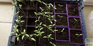 Quand planter les tomates ? Comment Repiquer Les Tomates En Godets Jardipartage
