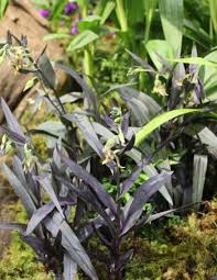 My patch of dactylorhizas is located near an expanding colony of epipactis gigantea 'serpentine night'. Gigantea Serpentine Night Jacques Amand Intl