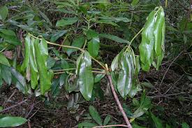 Image result for Pleioceras orientale