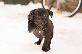 Fotograf Kar Beyaz Tatli Kopek Yavrusu Hayvan Portre Genc Kahverengi Memeli Siyah Arkadas Buldog Boksor Pati Kucuk Omurgali Komik Ingilizce Cok Guzel Kopek Turu Yavru Sevimli Kopek Yavrusu Eski Ingiliz Bulldog