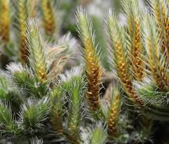 Image result for Selaginella chevalieri