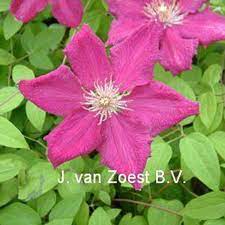 Check spelling or type a new query. Ernest Markham Clematis Ernest Markham Online Kaufen