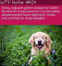 Gokkusagi Adli Kullanicinin Wtf Notlar Panosundaki Pin Golden Retriever Biliyor Muydunuz Retriever