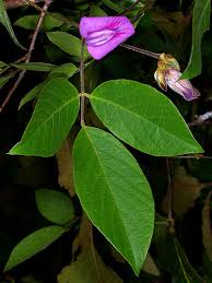 Image result for Centrosema