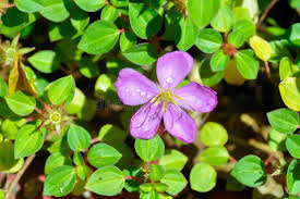 Image result for Heterocentron