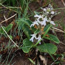 Image result for Stachys aethiopica