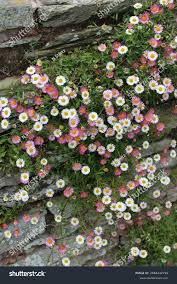 Image result for Erigeron karvinskianus