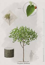 Image result for Pycreus fibrillosus