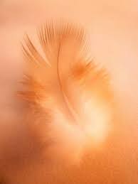 Pin By Andrea Fernandez Vall On Feathered Wonders Peach Aesthetic Orange Aesthetic Shades Of Peach