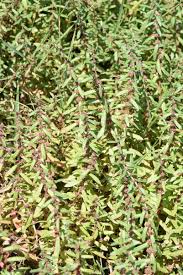 Image result for Ammannia aegyptiaca