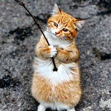Fishercat Balikci Kedi Kendi Ekmegini Kendi Cikariyor Photo Pinterest Dm For Owner Via Cat Gag Weeklyfluff Hos Funny Cats Cats Cute Cats