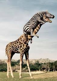 A Zebra Sit On The Nick Of Giraffe Funny Animals Funny Pictures Animals