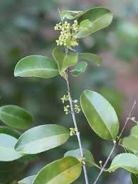 Image result for Salacia orientalis