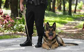 We did not find results for: Comment Devenir Agent Cynophile My Security Job