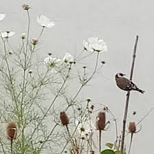 Erntezeit Jeden Tag Kommt Ein Schwarm Stieglitze Auf Der Terrasse Vorbei Und Pickt Sich Die Reifen Saudensamereien Heraus Sonnenblum Erntezeit Ernte Pflanzen