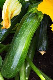 Westend61getty images zucchini shopping and storage tips: The Secrets To Growing Zucchini How To Grow A Bumper Crop