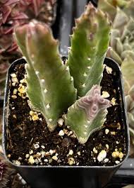Image result for Stapelia gigantea
