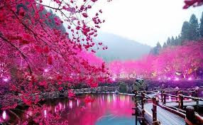 Foto pemandangan pantai indah alami. Wallpaper Pemandangan Bunga Wallpaper Gambar Bunga Sakura