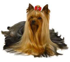 Kitchen equipment australian terrier vs yorkshire. How To Make A Yorkshire Terrier Top Knot Transgroom Pet Care Professionals