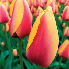 Pin By K Van Bourgondien On Home Garden Tulips Spring Flowering Bulbs Bulb Flowers